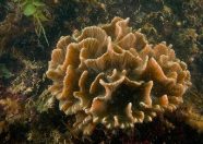 The Reef @ King's Dock 4 Cabbage Corals