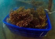 The Reef @ King's Dock 5 Corals