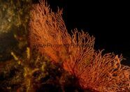 The Reef @ King's Dock 7 Corals Reef
