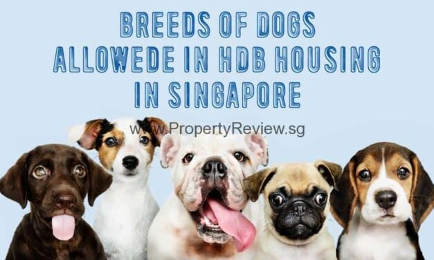 HDB Flat Owners Can Adopt Bigger Dogs Under Revised Size Criteria