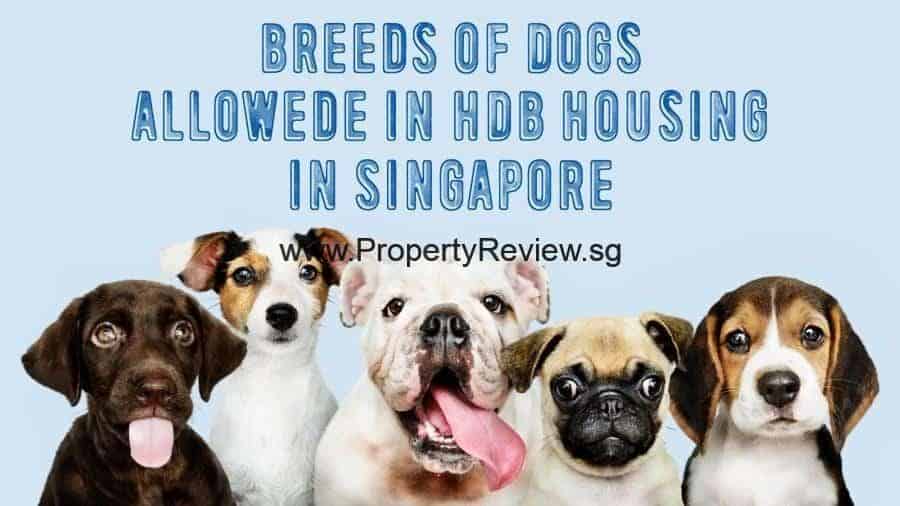 HDB Flat Owners Can Adopt Bigger Dogs Under Revised Size Criteria 1 HDB flats Dogs