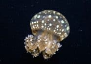 The Reef @ King's Dock 6 Jelly Fish
