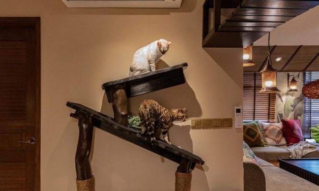 Rental features to look out for: pet, wifi and cooking friendly places to live