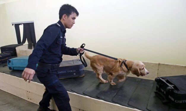 HDB flat dwellers allowed to adopt retired sniffer dogs under pilot programme.